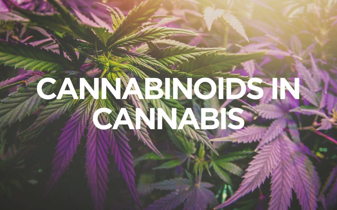 cannabinoids-in-cannabis