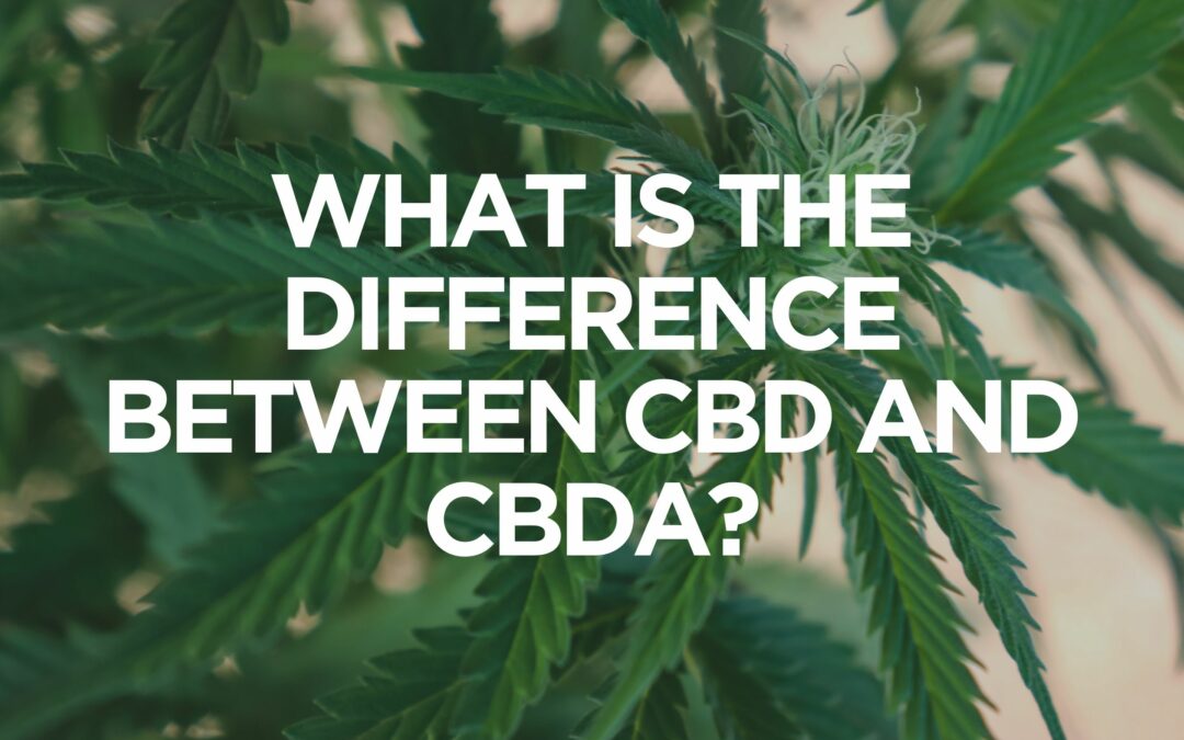 What Is The Difference Between CBD and CBDA?