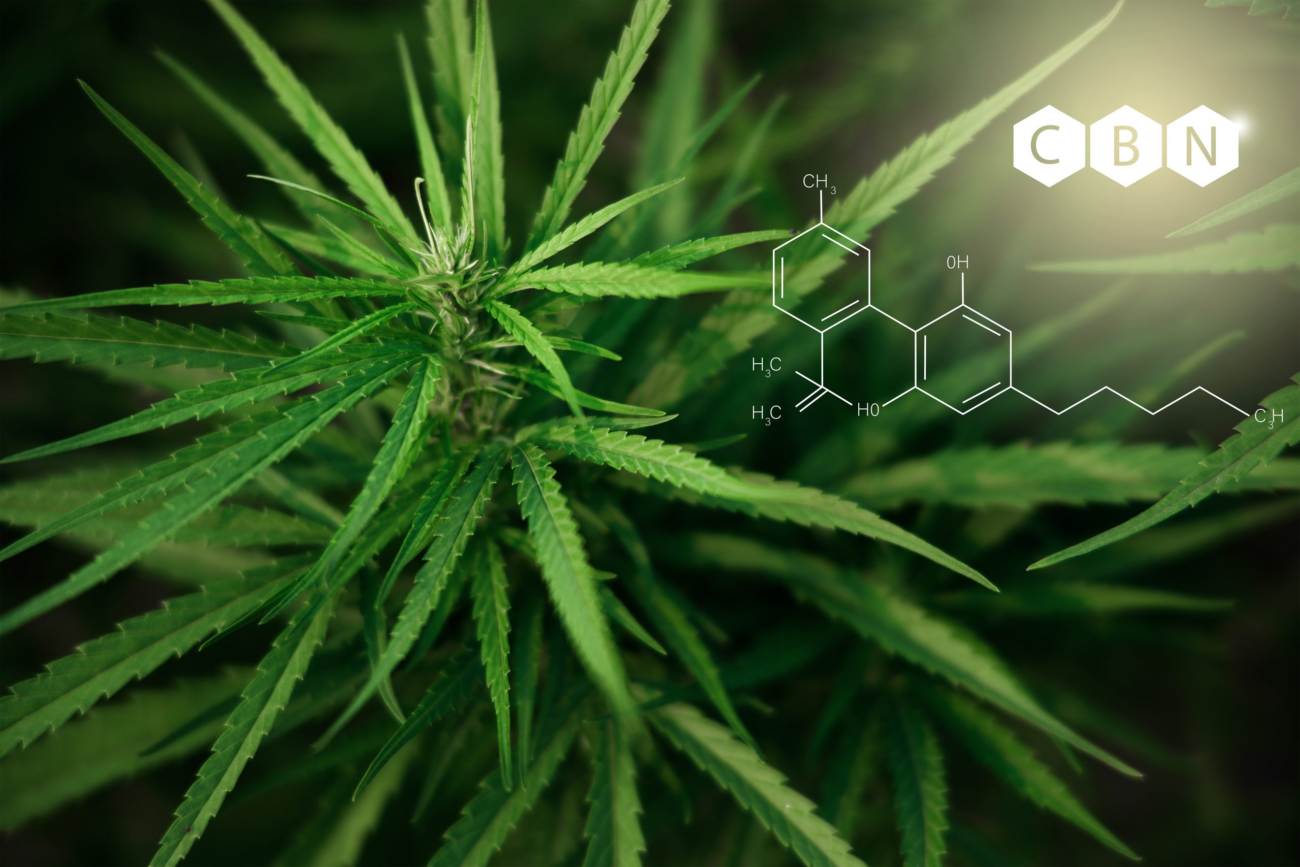 CBN vs CBD – What are The Differences?